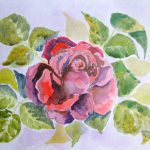 akwarela róża małgorzata jaskłowska