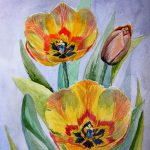 akwarela tulipany