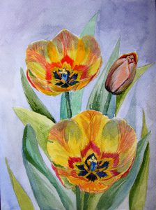 akwarela tulipany