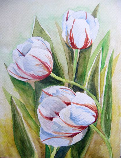akwarela kwiaty tulipany - małgorzata Jaskłowska