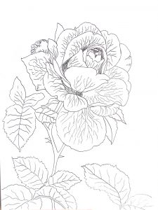 rysunek róża, kwiaty rysunek do kolorowania, flower outline