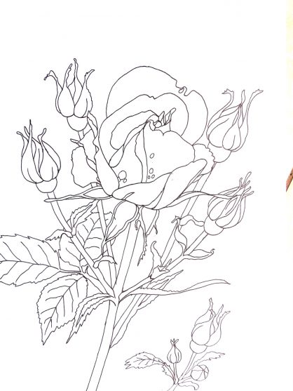 rysunek róża, kwiaty rysunek do kolorowania, flower outline