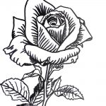 rysunek róża, szkic kwiat