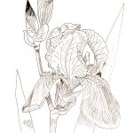 rysunek tuszem kwiaty - halina jaskłowska