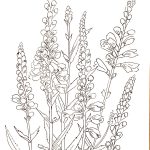 rysunek tuszem kwiaty - halina jaskłowska